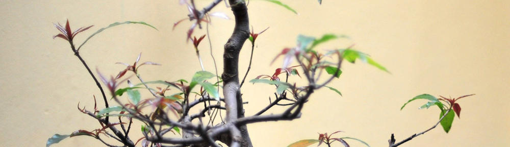 Les Trains, un rêve qui date de l'enfance…